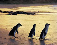 Phillip Island Tours